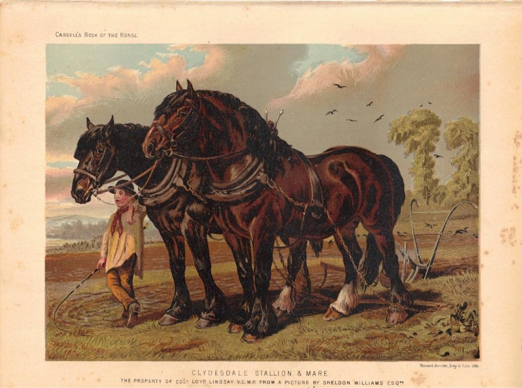 [rycina] Clydesdale Stallion & Mare