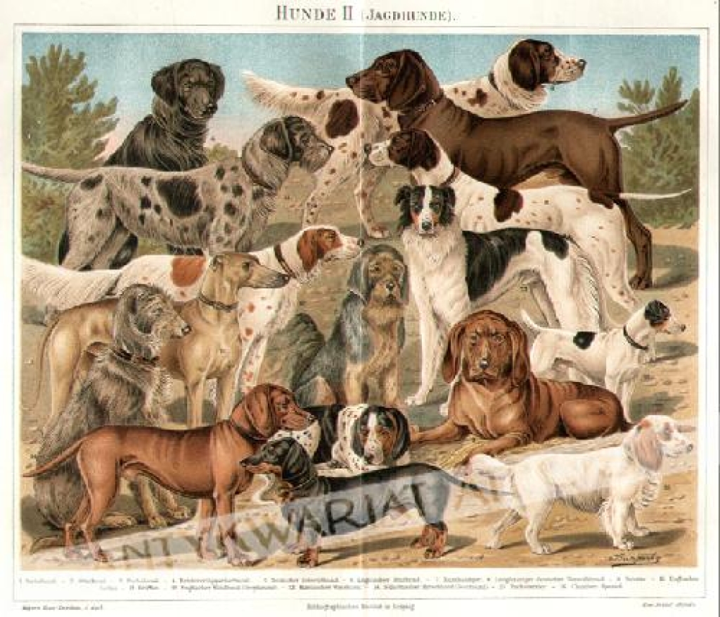 [rycina, ok. 1895] Hunde II [rasy psów]
