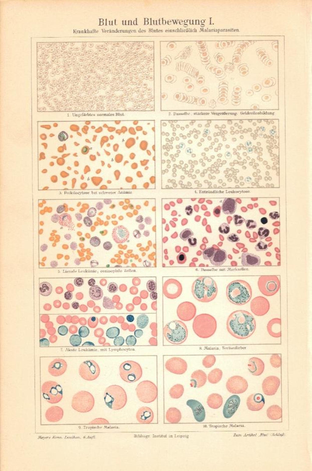 [rycina, ok. 1907] Blut und Blutgewegung I [krew]