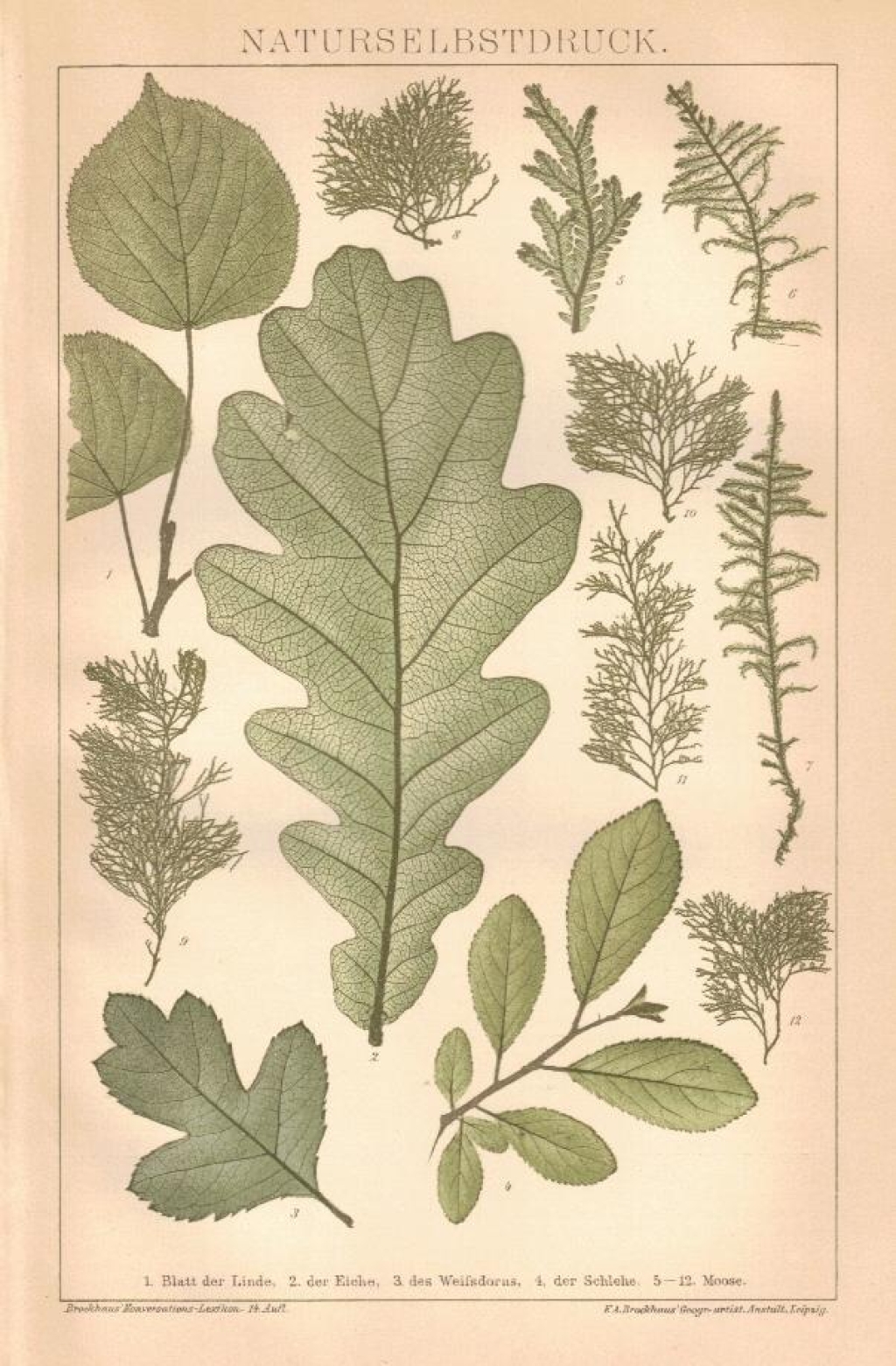 [rycina, 1898] Naturselbstdruck. [oddruk naturalny]