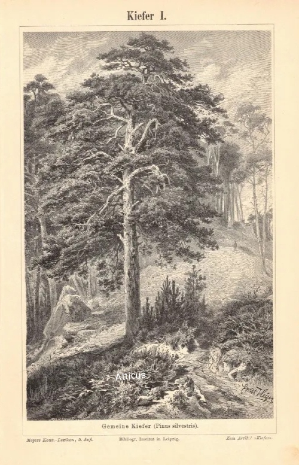 [rycina, 1896] Kiefer I-II. [sosna]