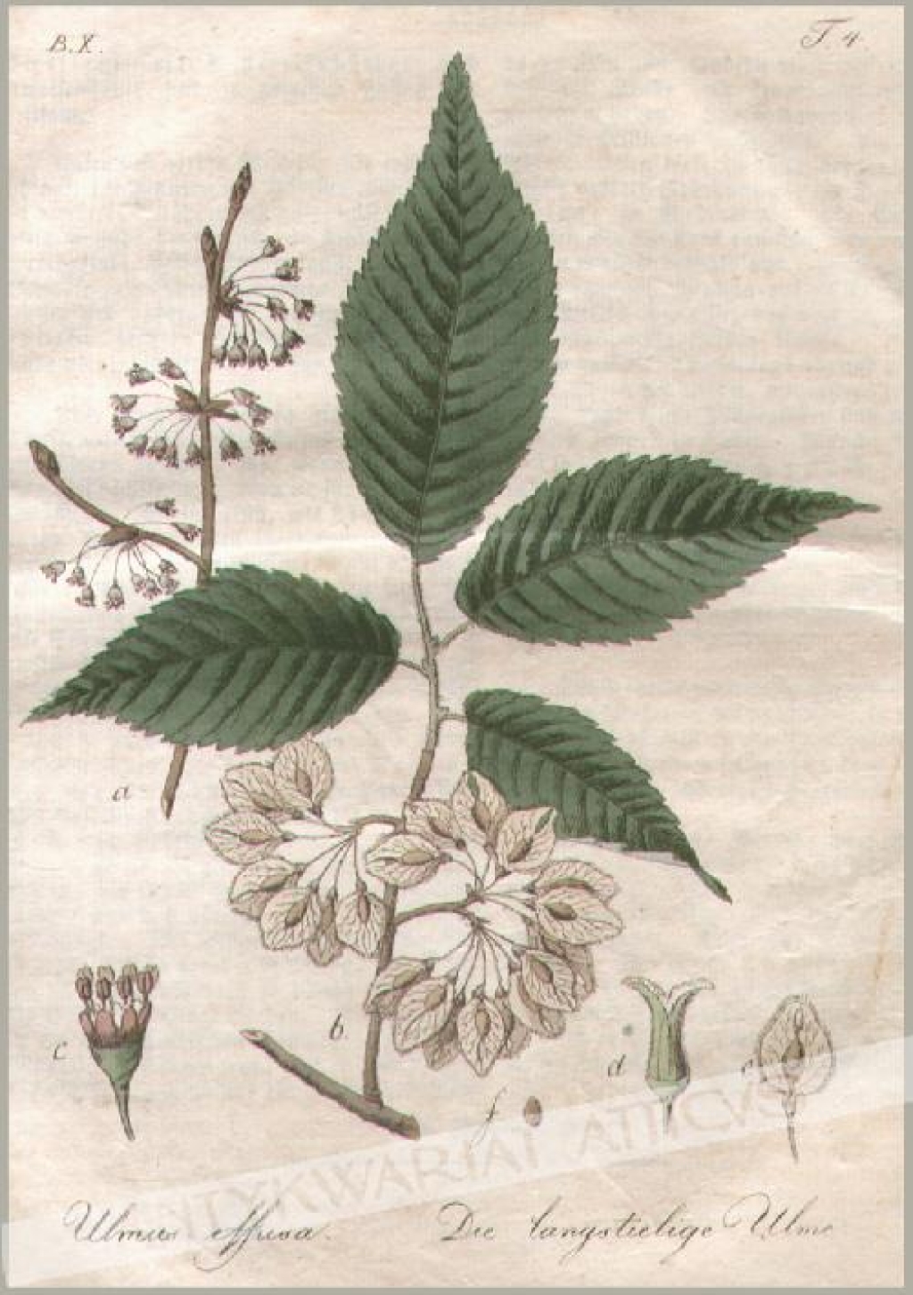 [rycina, 1821] Ulmus effusa. Die langstielige Ulme [wiąz szypułkowy]