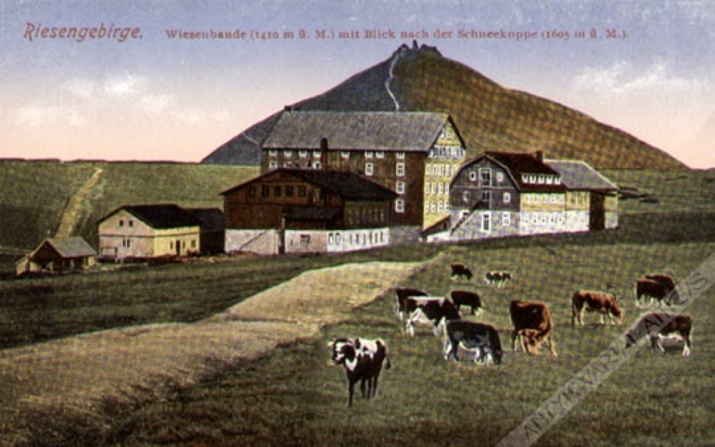 [pocztówka, ok. 1910] [Karkonosze. Widok na Śnieżkę] Riesengebirge. Wiesenbaude (1410 m u. M.) mit Blick nach der Schneekoppe (1605 m u. M)