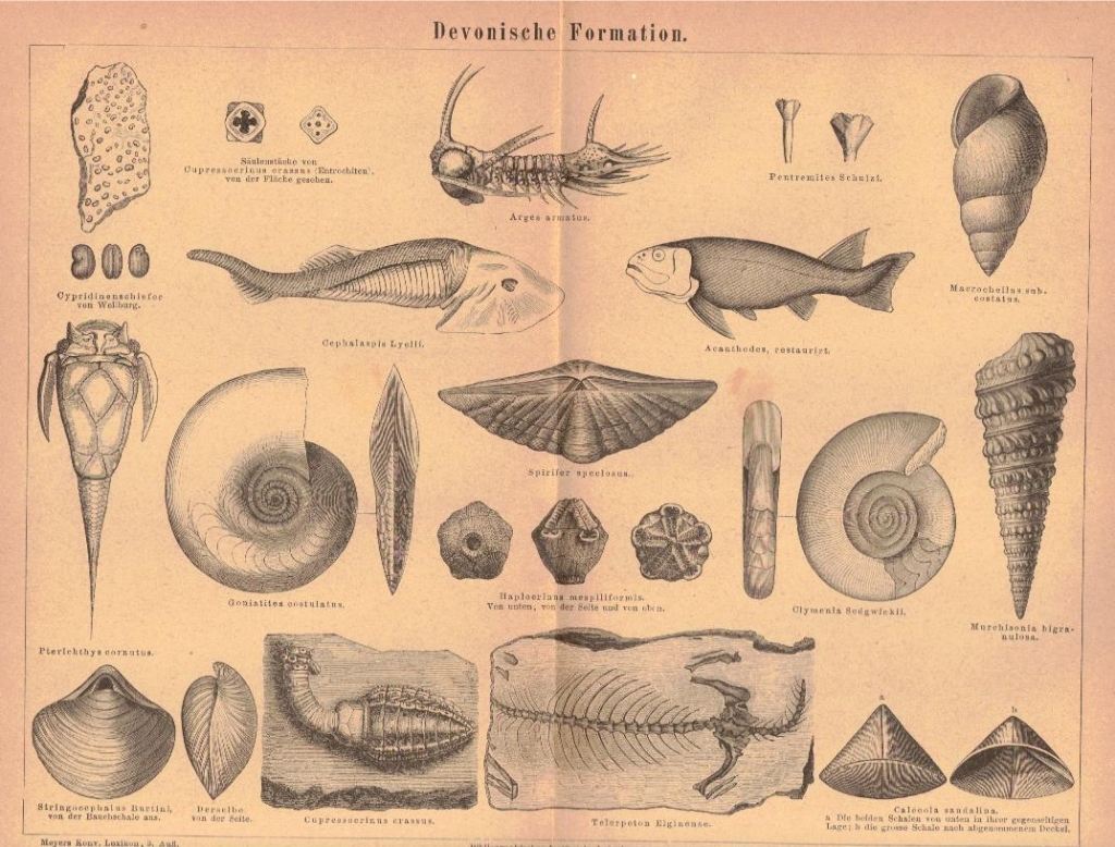 [rycina, 1875] Devonische Formation. [zwierzęta dewonu]