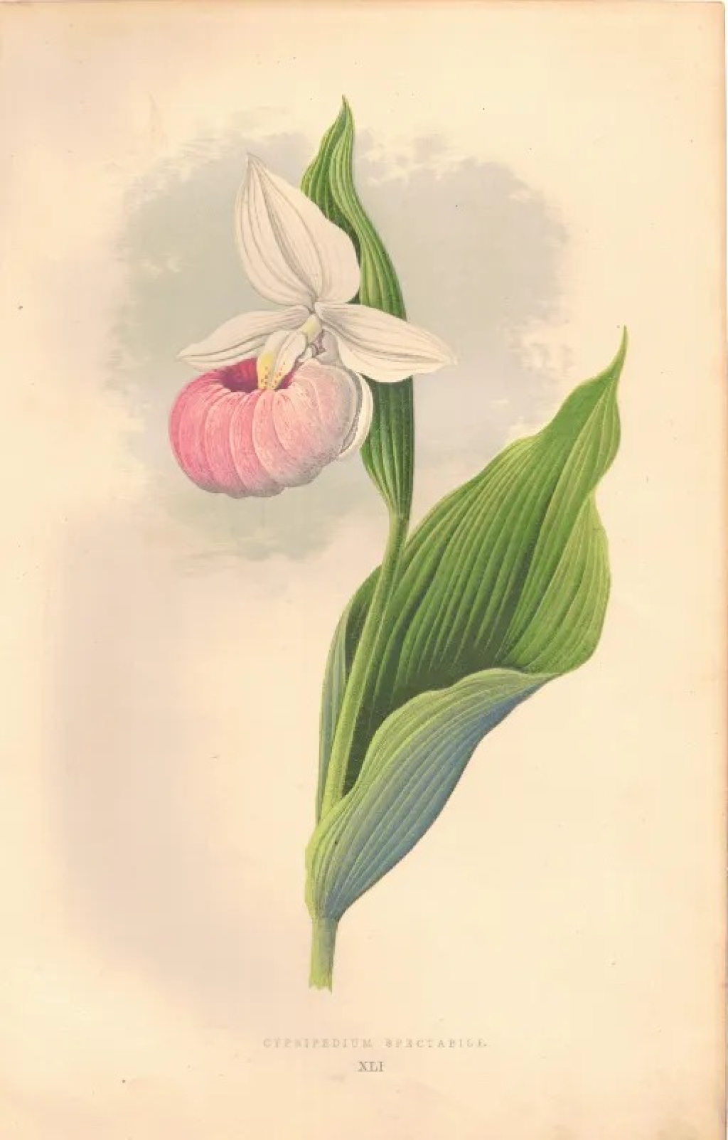 [rycina, 1873] Cypripedium Spectabile [Obuwik wielkopłatkowy]