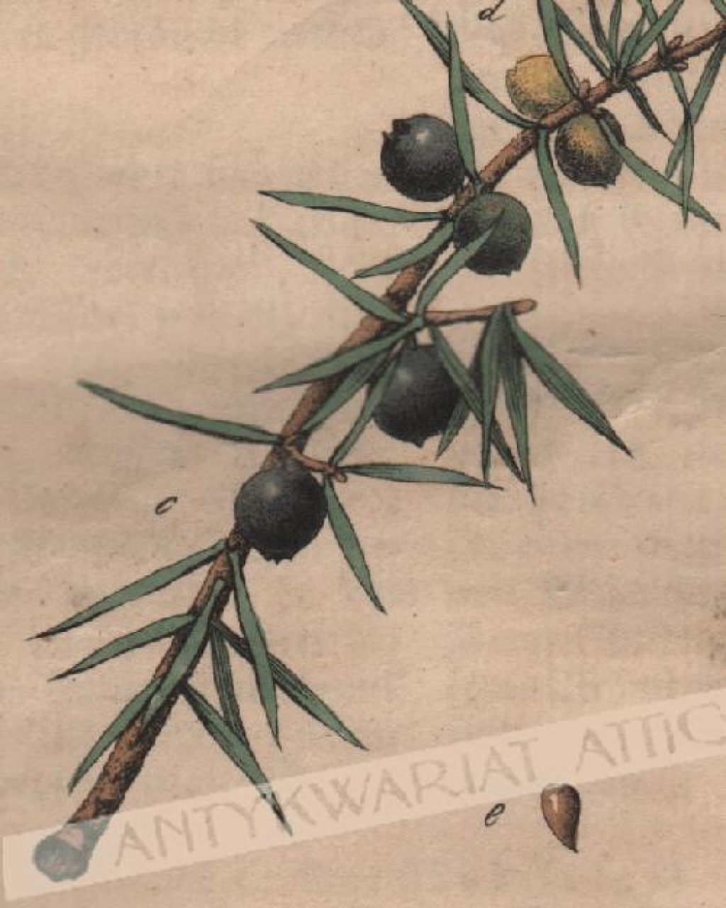 [rycina, 1821] Juniperus communis. Der Wacholderstrauch [jałowiec pospolity]