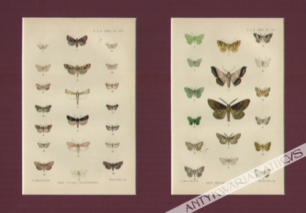 [rycina, 1885] New Indian Lepidoptera