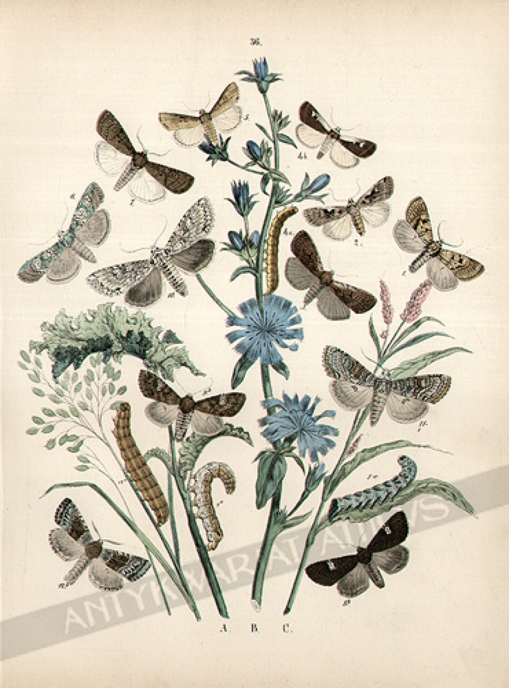 [rycina, 1882] [Motyle (Agrotidae - Hadenidae)]