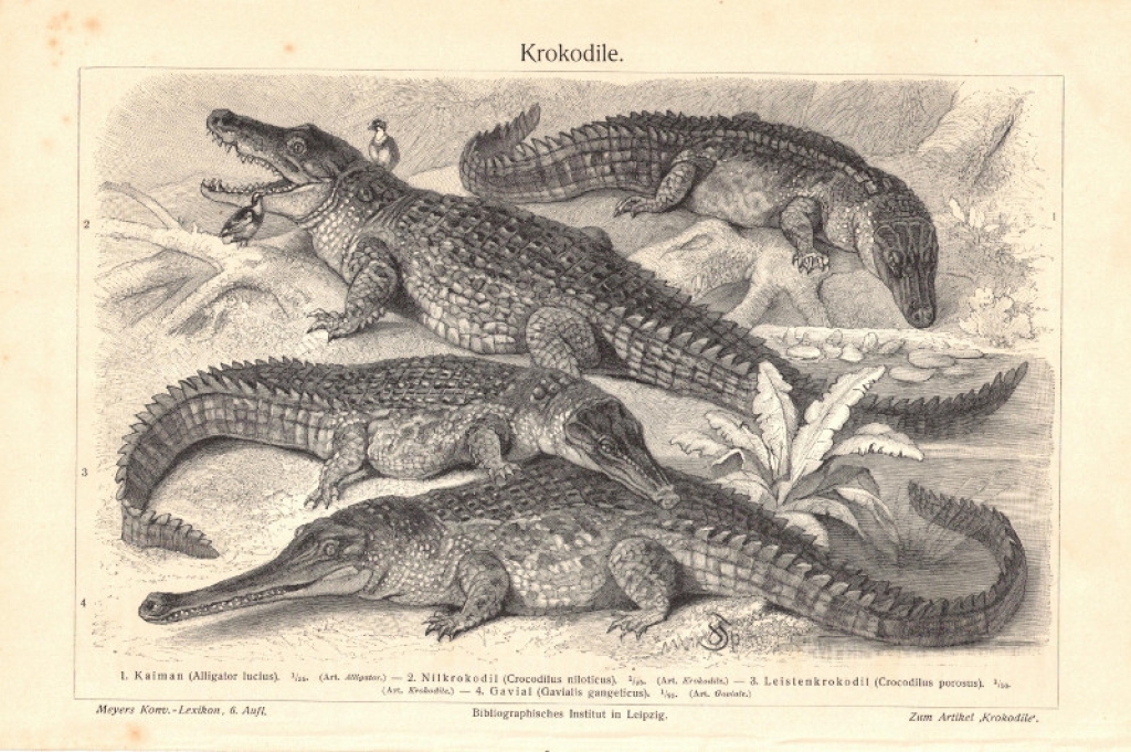 [rycina, 1905] Krokodile  [krokodyle]