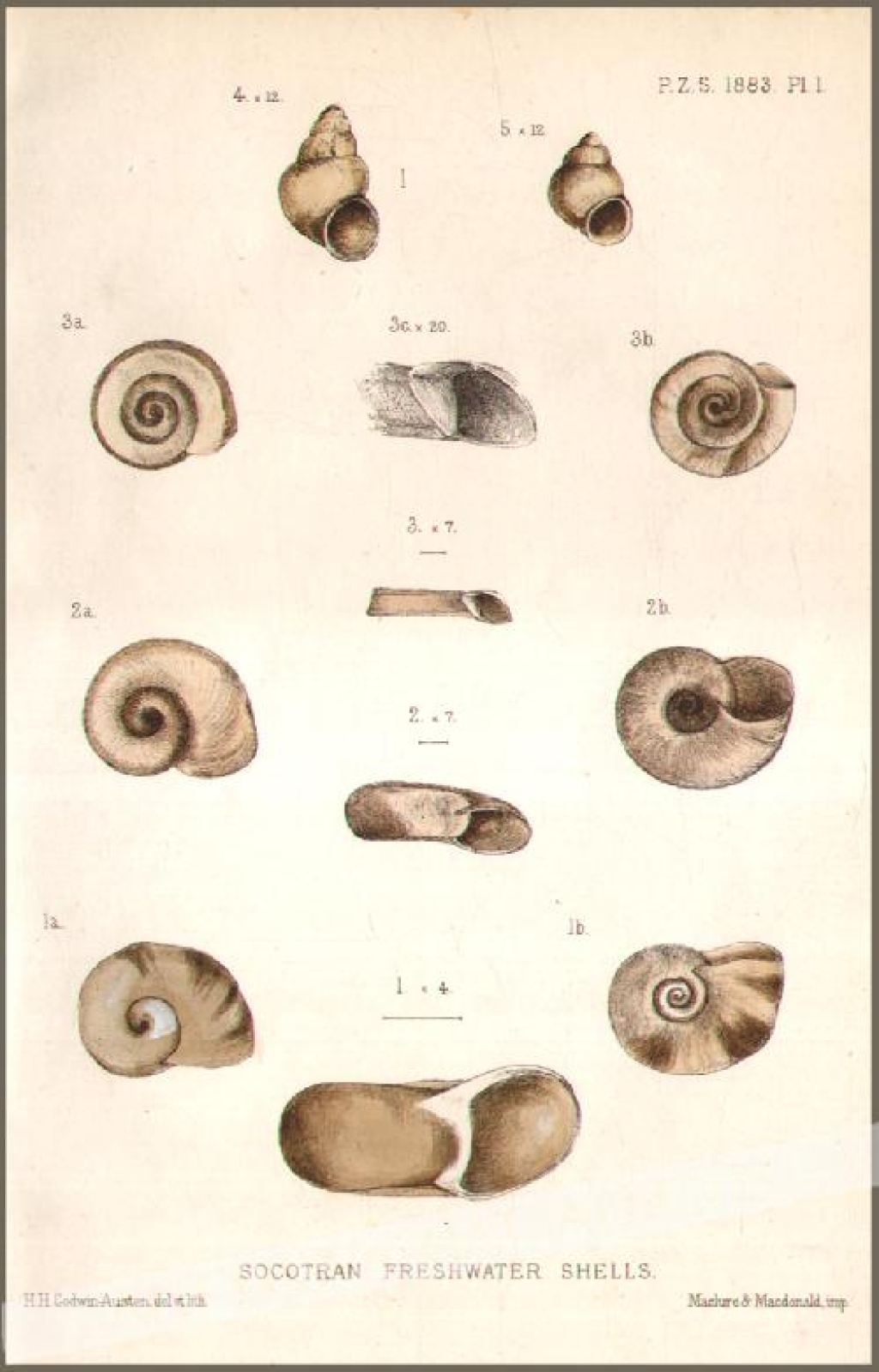 [rycina, 1883] Socotran Freshwater Shells  [muszle]