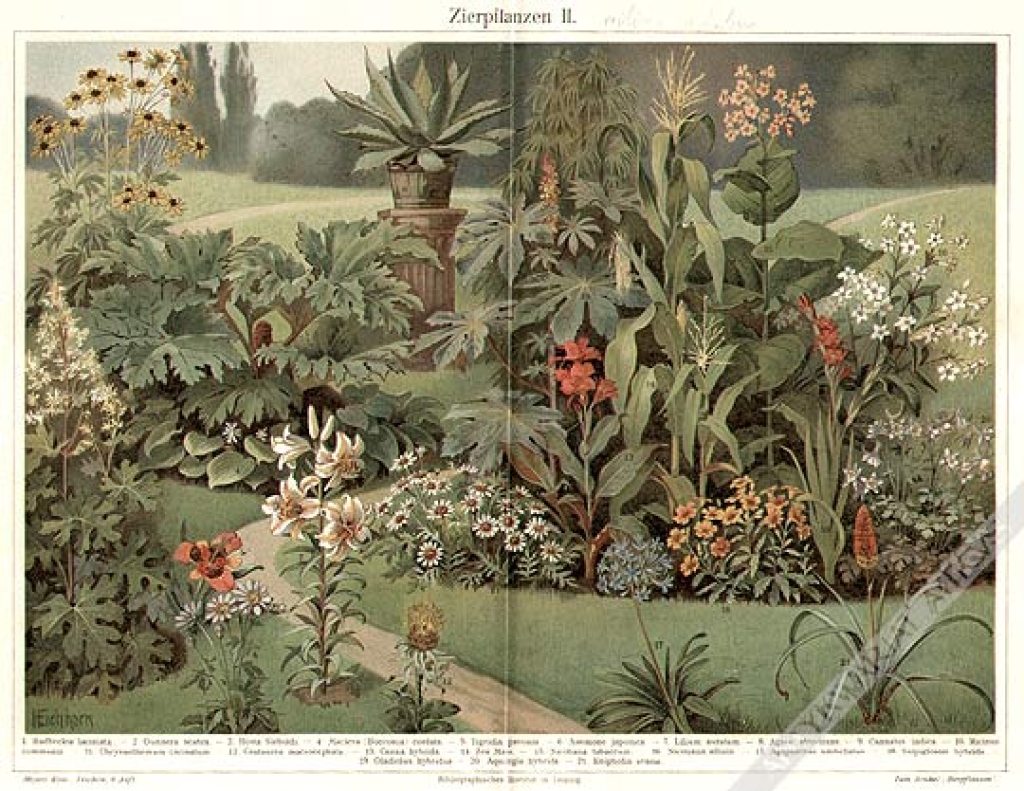 [rycina, 1908] Zierpflanzen II - Rośliny ozdobne