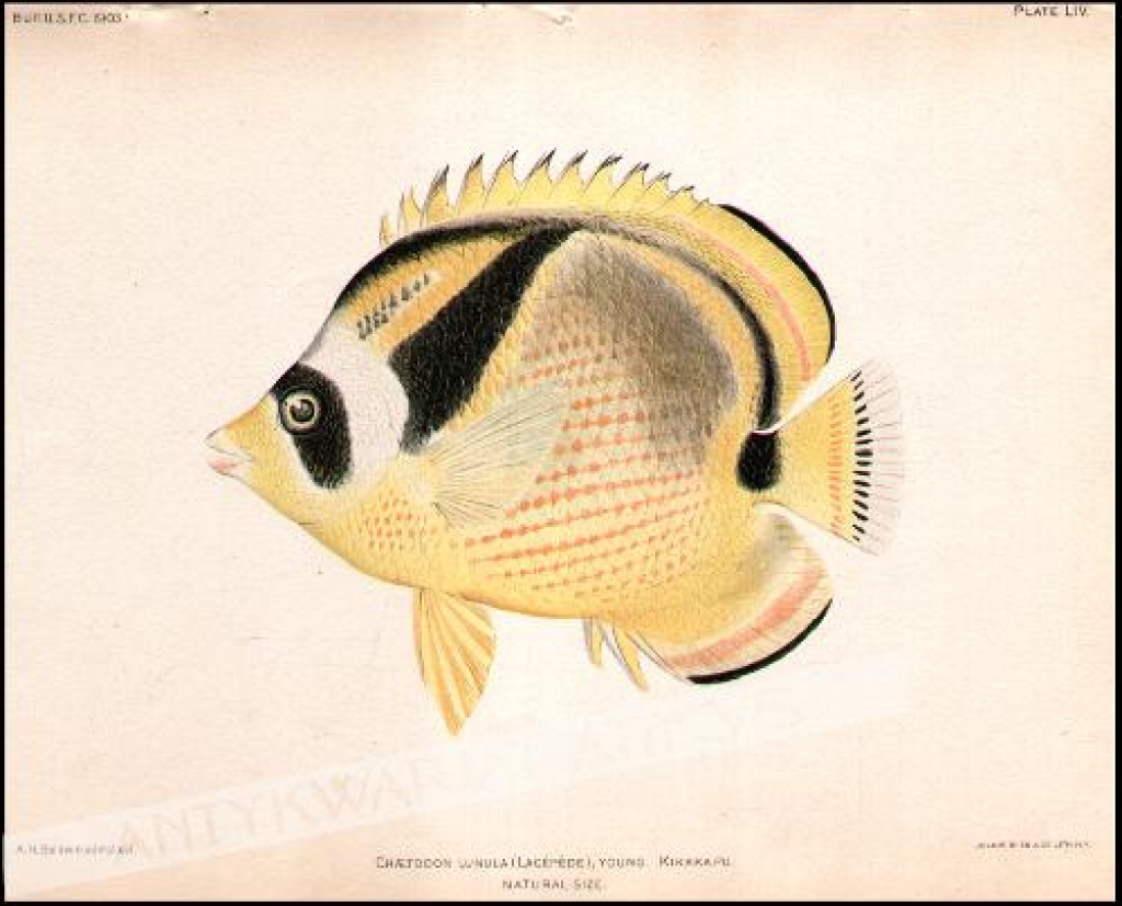 [rycina, 1905]. Chaetodon Lunula (Lacepede); Young. Kikakapu. Natural size.