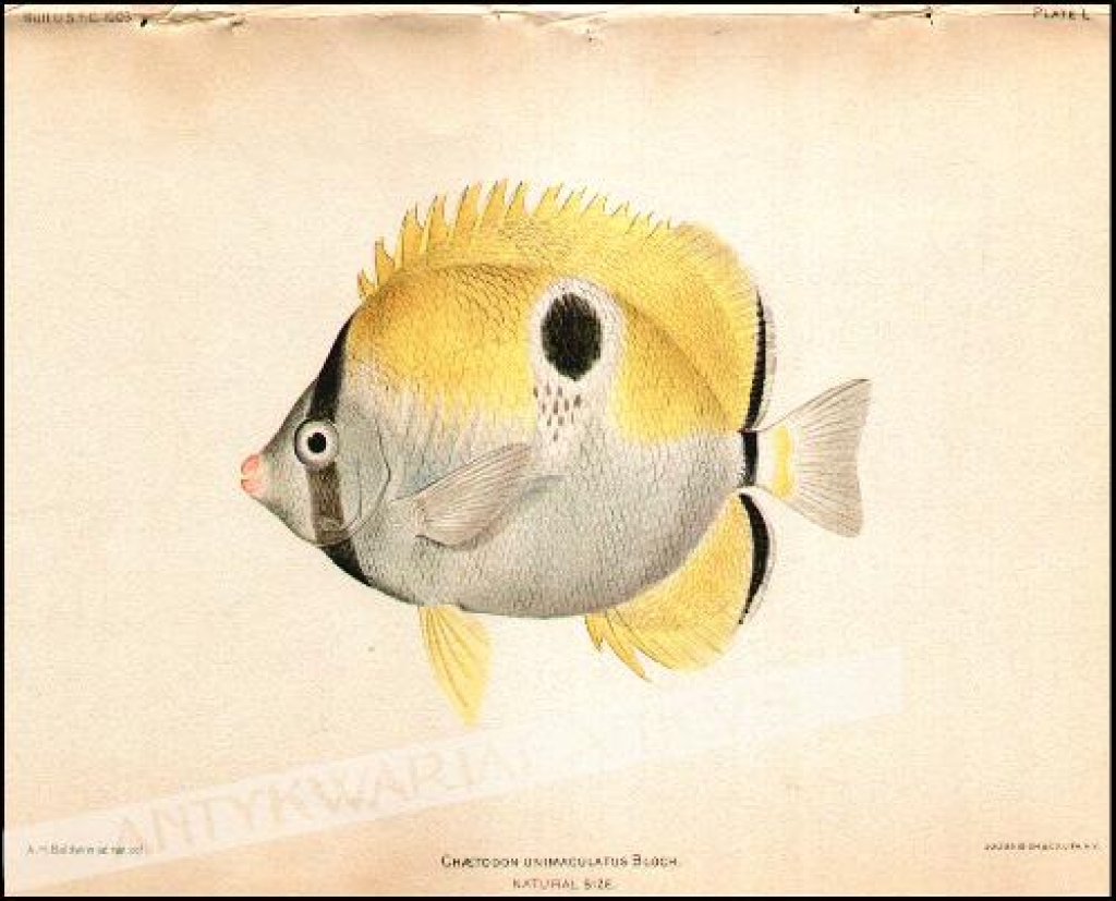 [rycina, 1905] Chaetodon Unimaculatus Bloch. Natural Size. [z cyklu ryby Hawajów]