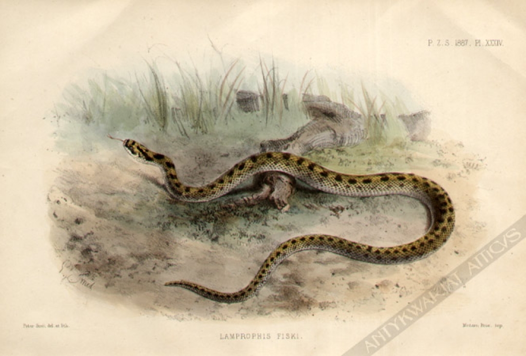 [rycina, 1887] Lamprophis Fiskii [wąż]