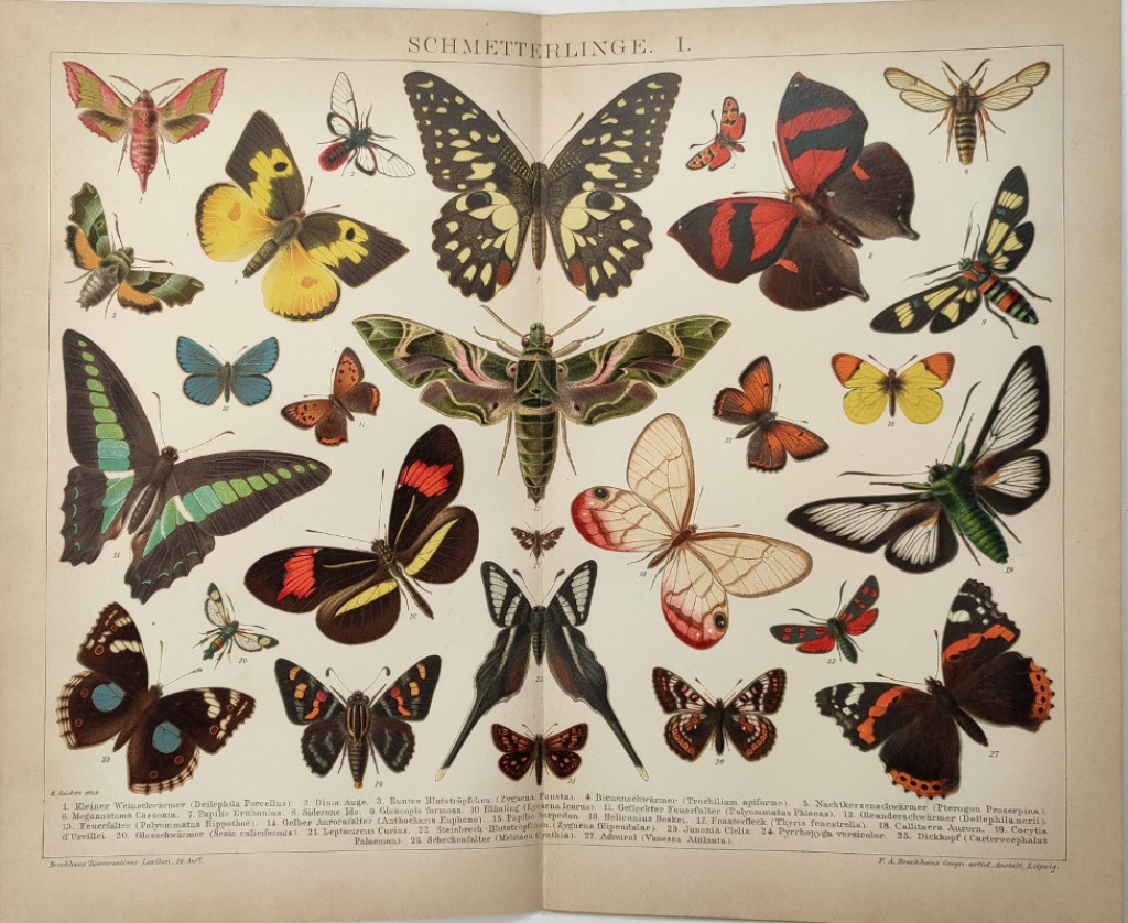 [ryciny, 1898] Schmetterlinge I i II [motyle]