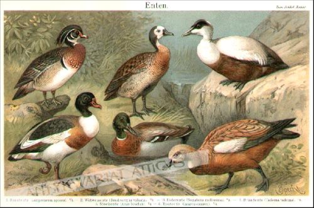 [rycina, 1908] Enten [kaczki]