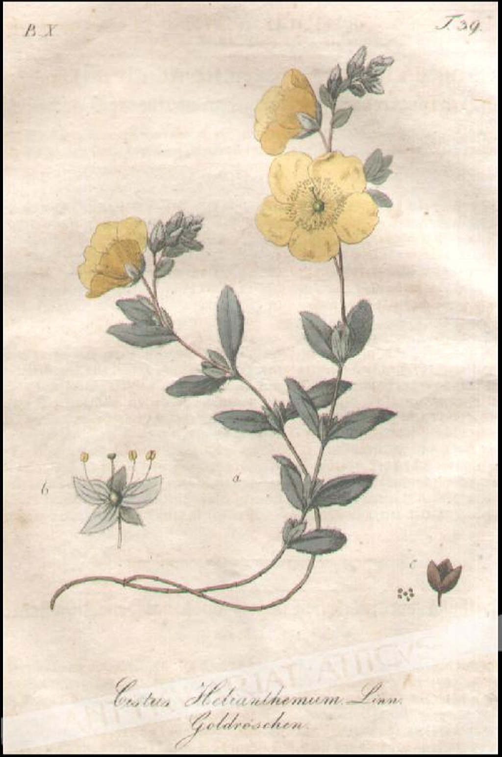 [rycina, 1821] Cistus Helianthemum Linn. Goldroschen [Posłonek rozesłany]