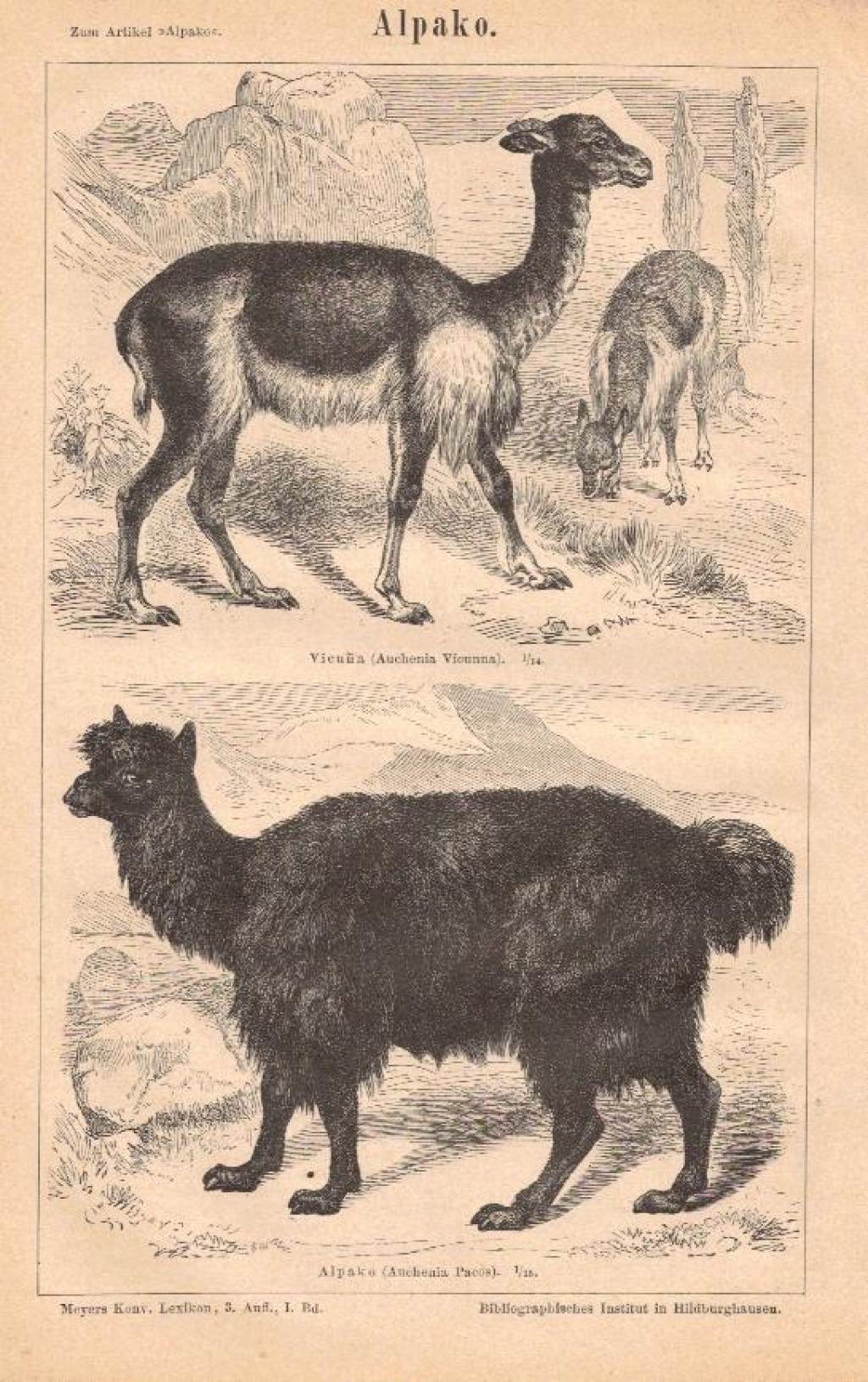 [rycina, 1878] Alpako [alpaka, Lama pacos]
