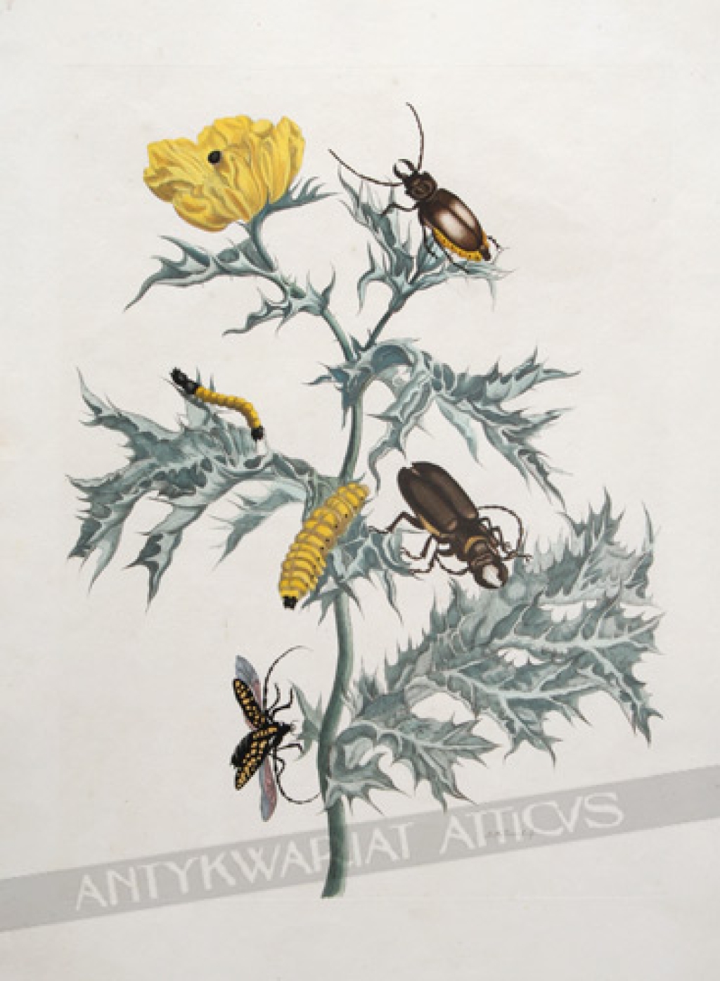 [rycina, ok. 1730] [Large Horned Beetle] [Chrząszcze kózkowate]