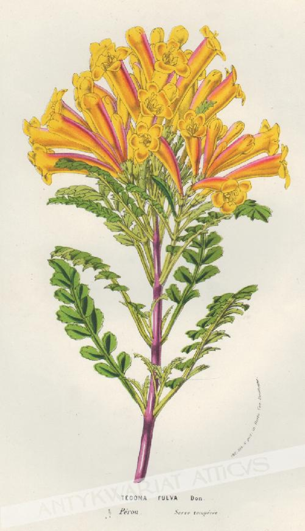 [rycina, ok. 1856] Tecoma Fulva [rodzina bignoniowate]