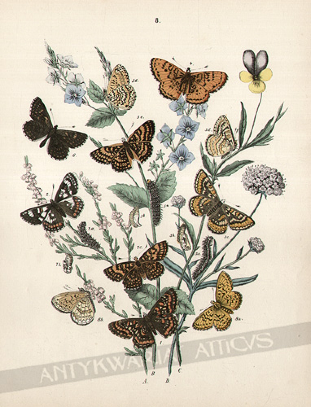 [rycina, 1882] [motyle, rodzina Rusałkowate (Nymphalidae)]