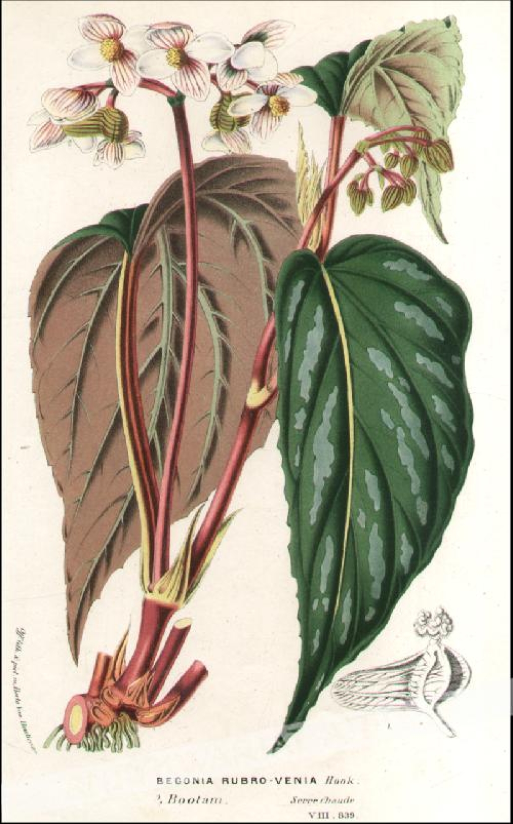 [rycina, ok.1880] Begonia Rubro-Venia 
