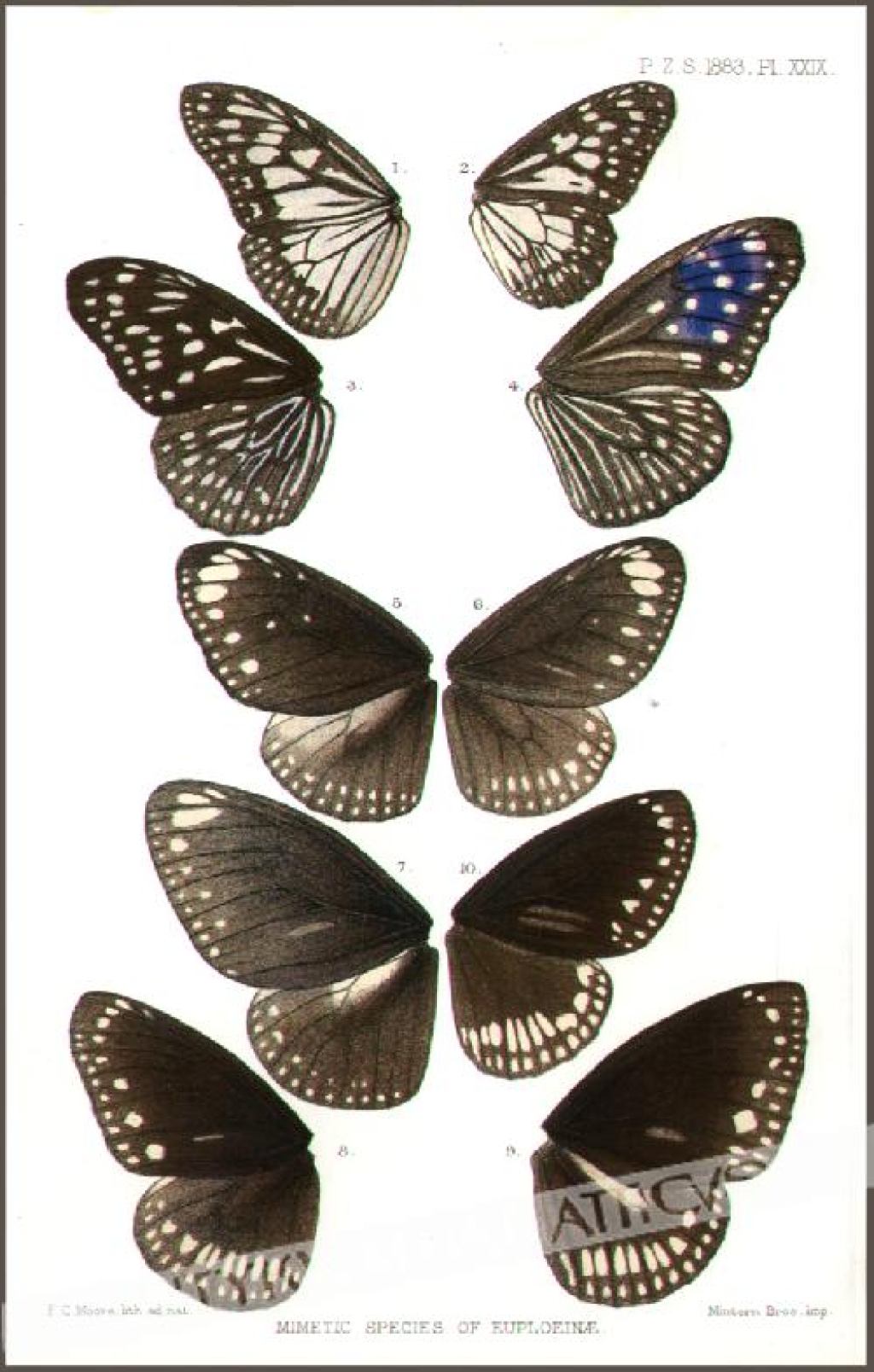 [rycina, 1883] Mimetic Species of Euploeinae [motyle]