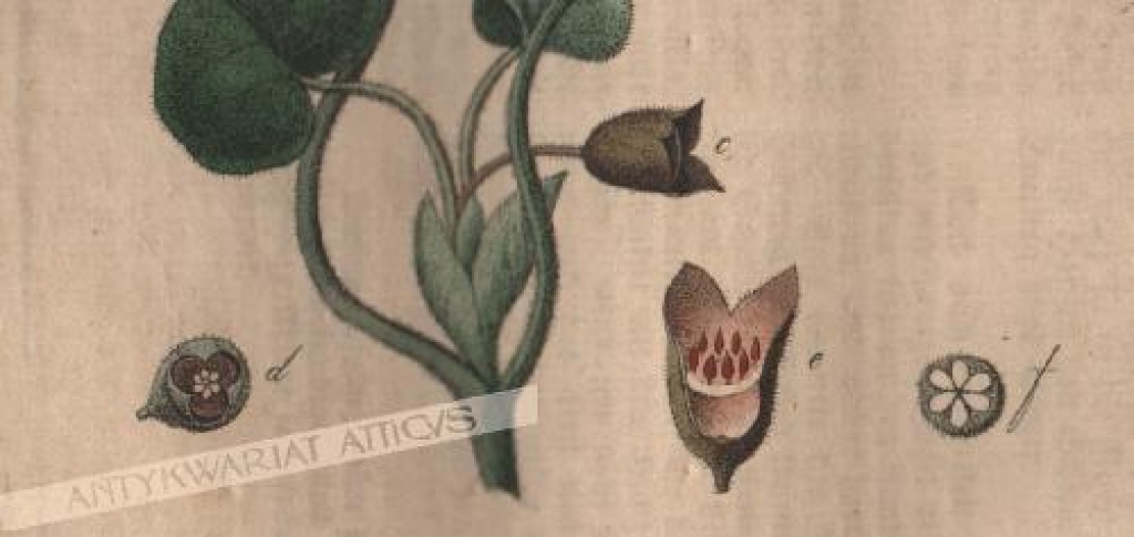 [rycina, 1821] Asarum europaeum. Haselwurzel [kopytnik pospolity]