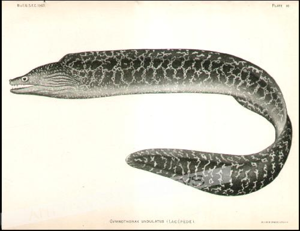 [rycina, 1903] Gymnothorax Undulatus (Lacepede)