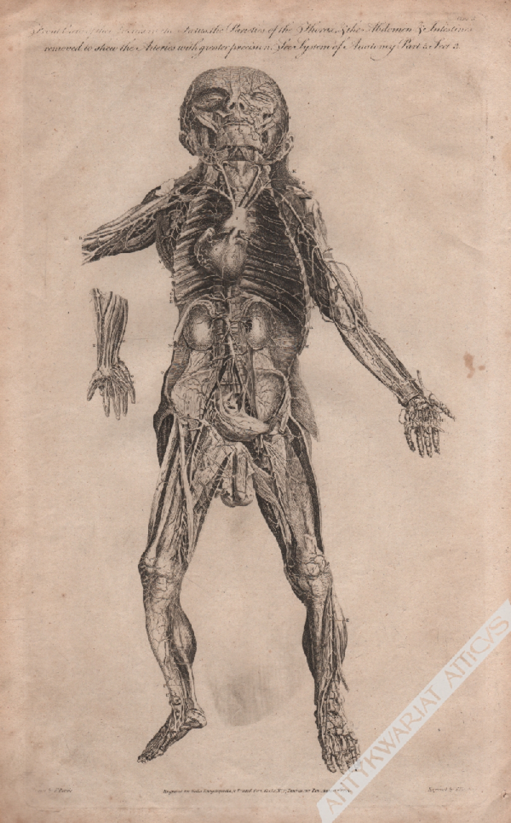 [rycina anatomiczna, 1795] Front View of the Arteries in the Foetus, the Parieties of the Thorax & the Abdomen & Intestines removed to shew the Arteries with the greater precision