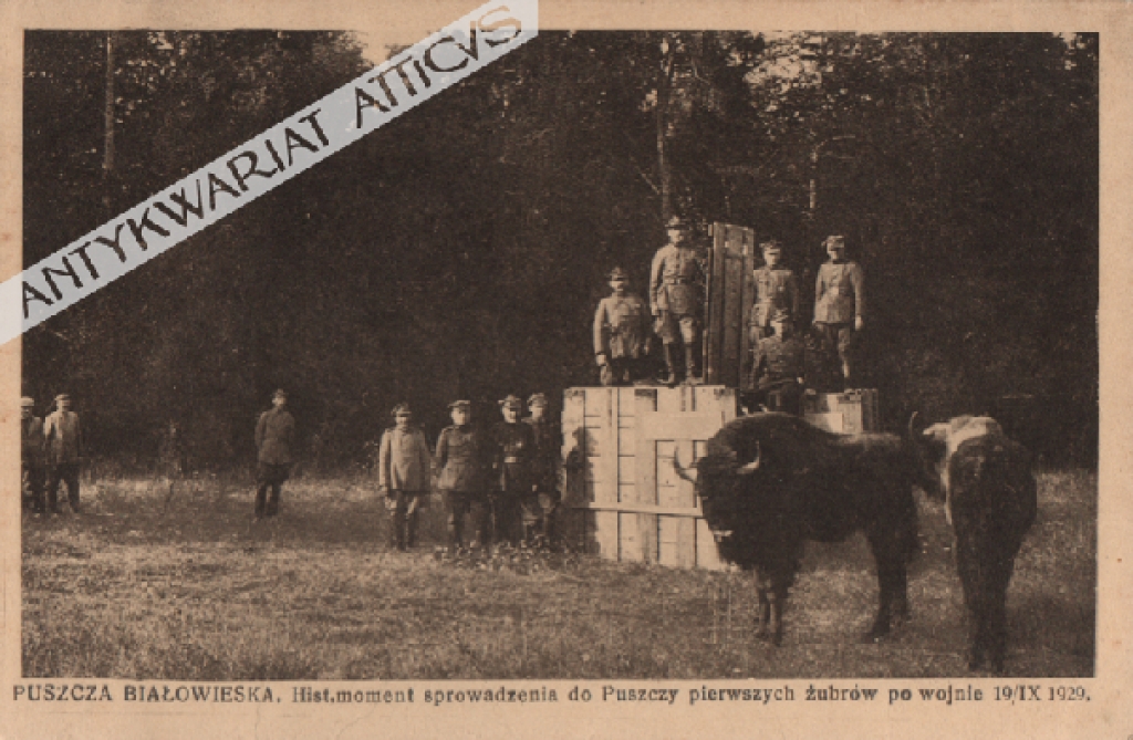 [pocztówka, ok. 1929] Puszcza Białowieska. Historyczny moment sprowadzenia do Puszczy pierwszych żubrów po wojnie 19 IX 1929