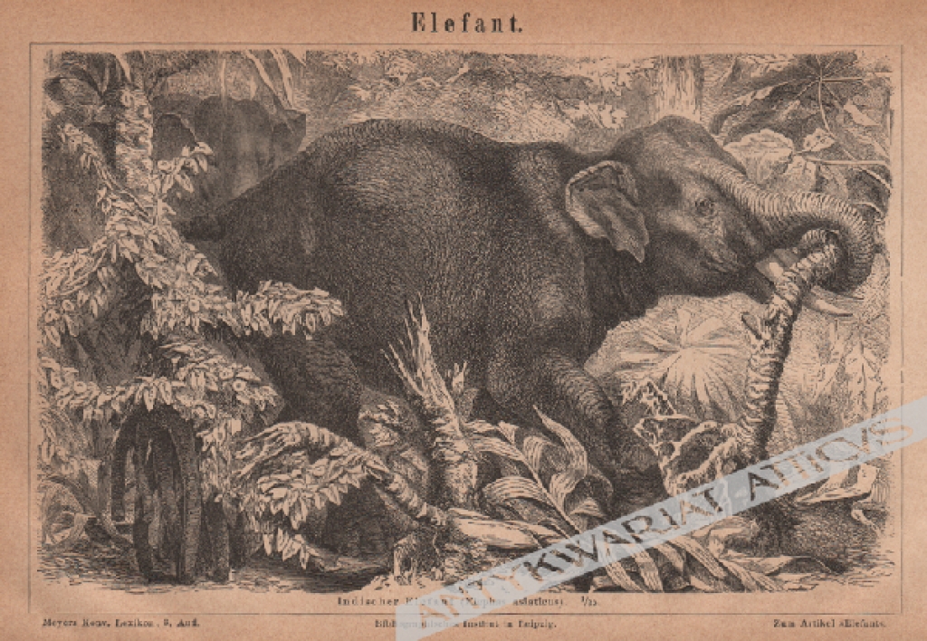 [rycina, 1875] Elefant. [słoń indyjski]