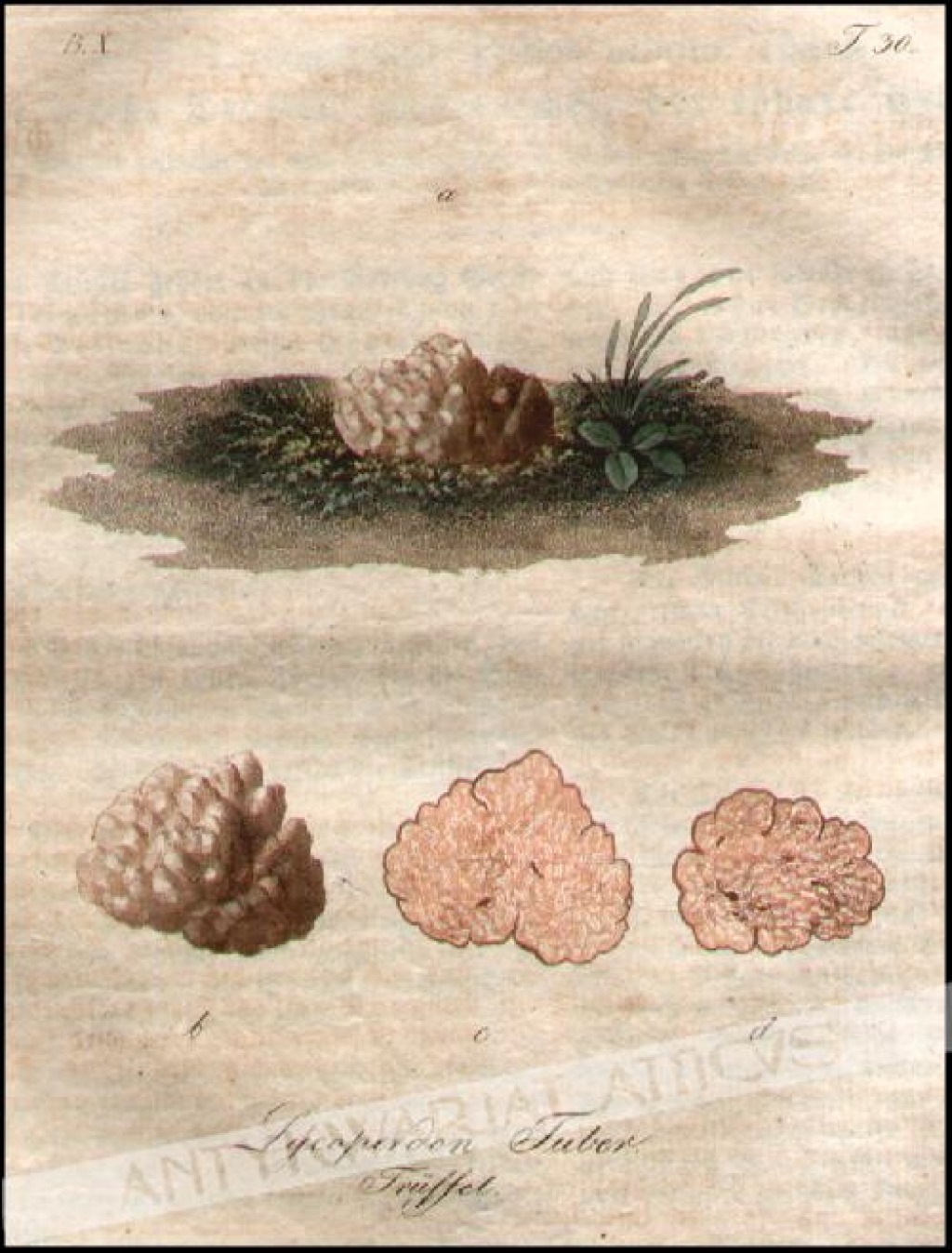 [rycina, 1821] Lycoperdon Tuber. Truffel [trufla]