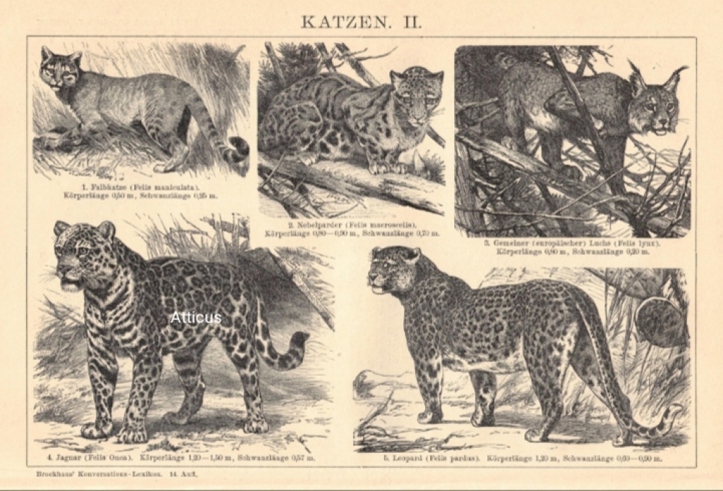 [rycina, 1902] Katzen II [kotowate]