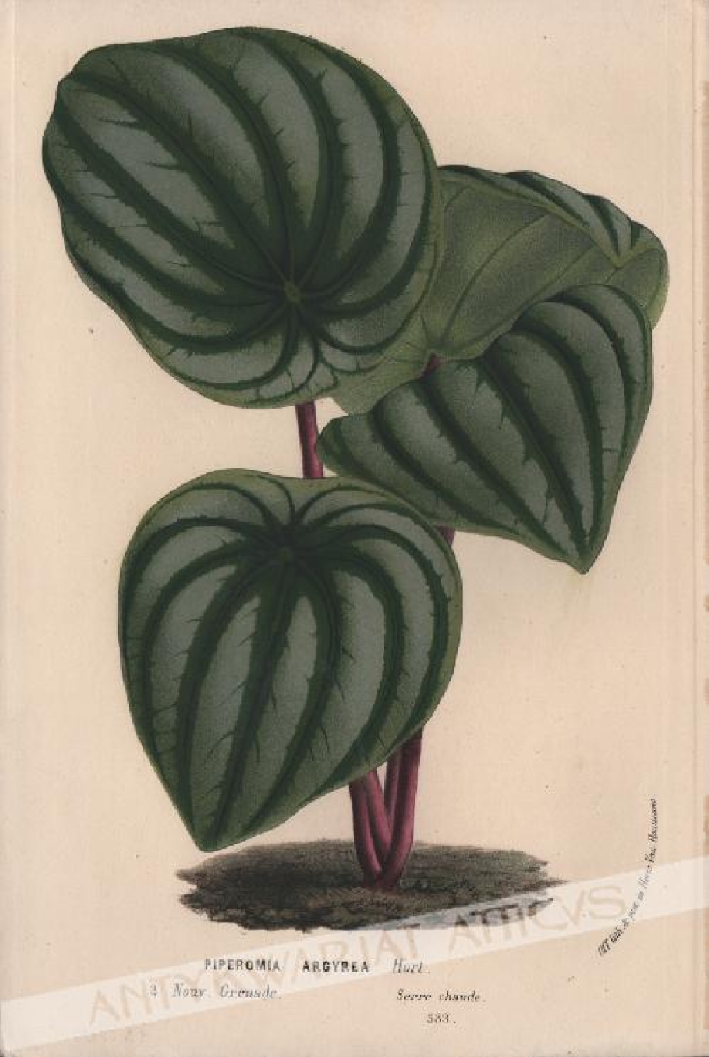 [rycina, ok.1860] Piperomia Argyrea [Peperomia srebrzysta, rodzina pieprzowate]