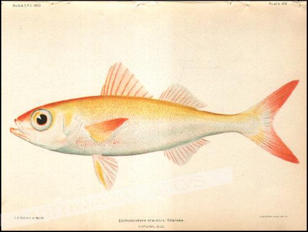 [rycina, 1905]. Erythrichthys Schlegeli Gunther. Natural Size