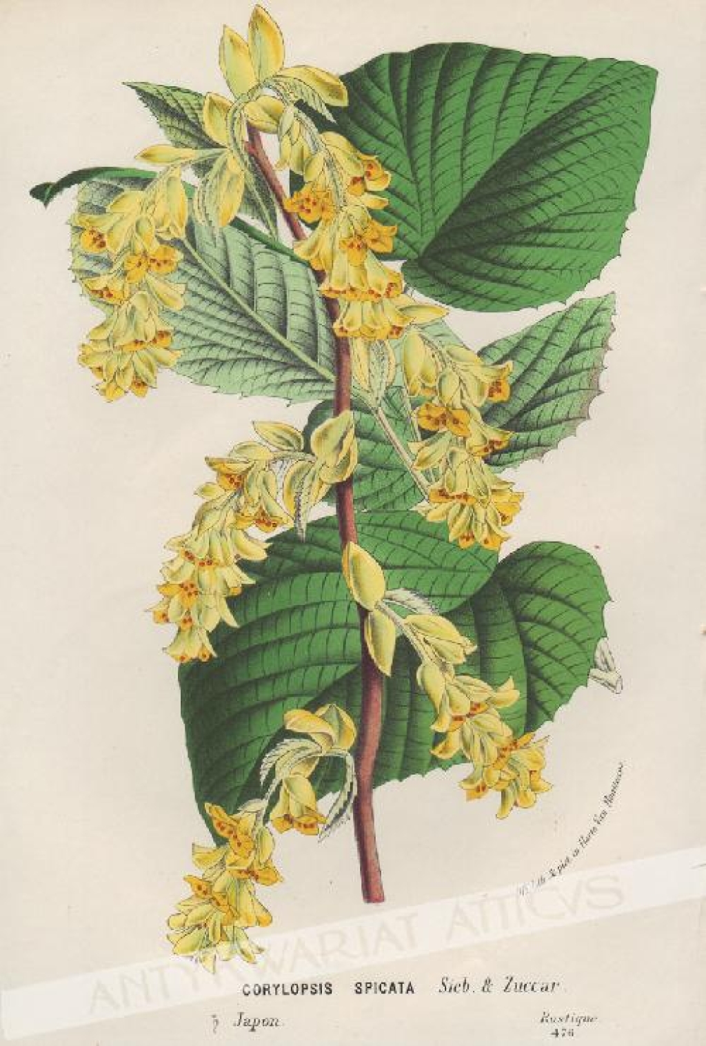 [rycina, ok. 1880] Corylopsis Spicata [Leszczynowiec kłosowy]
