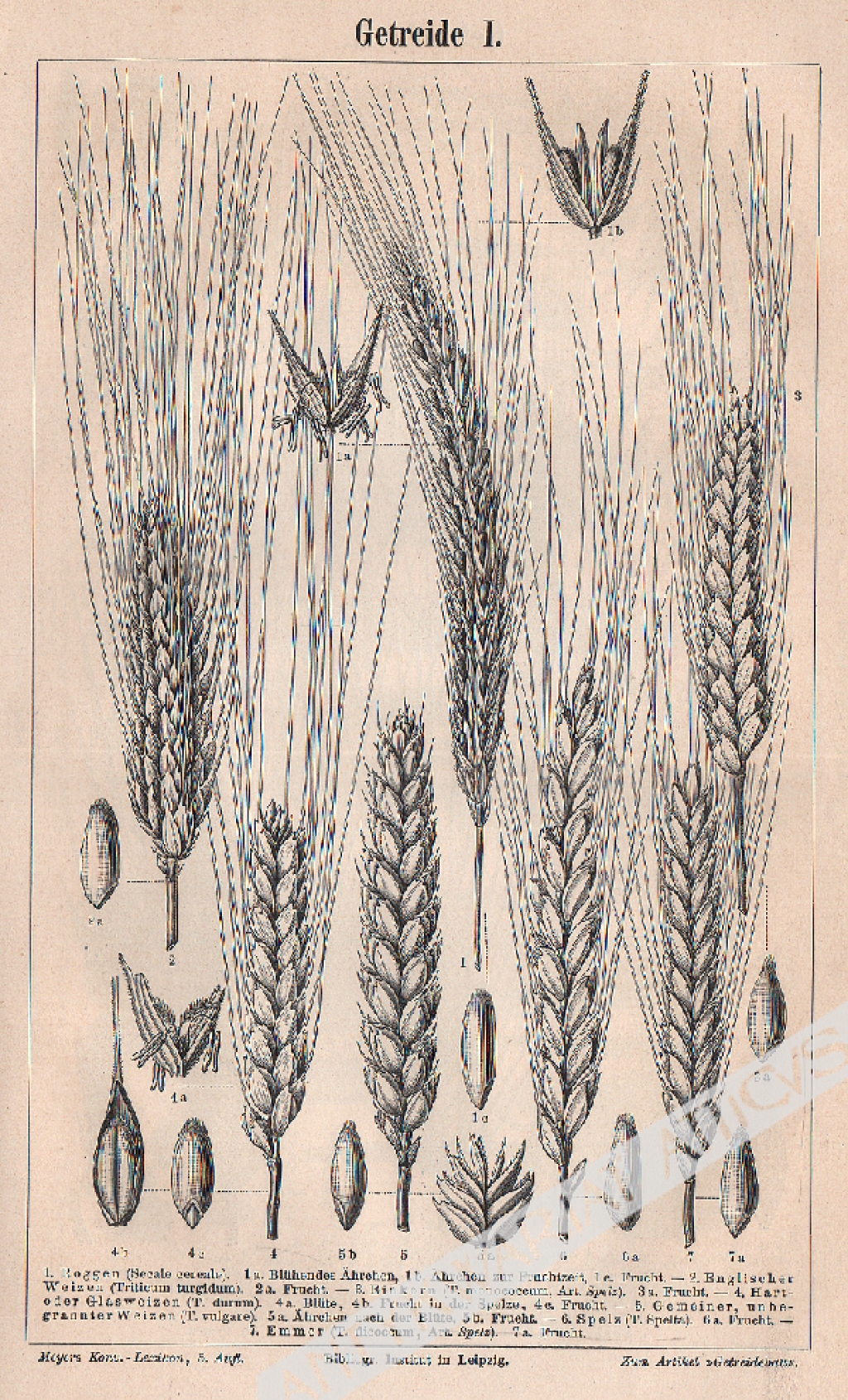 [3 ryciny, ok. 1895] Getreide I.-III. [Zboża]