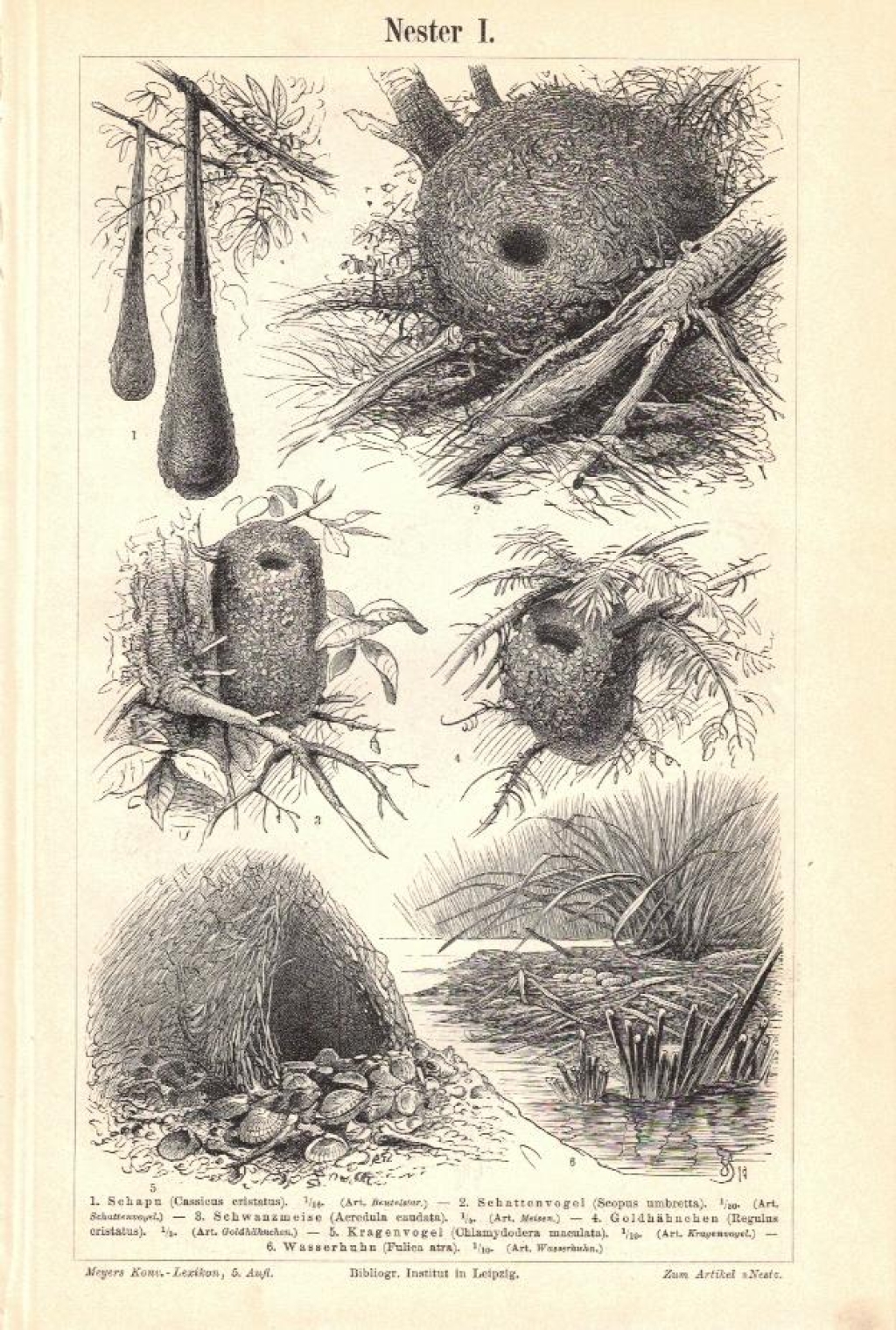 [ryciny, 1897] Nester I-II. [gniazda ptaków]