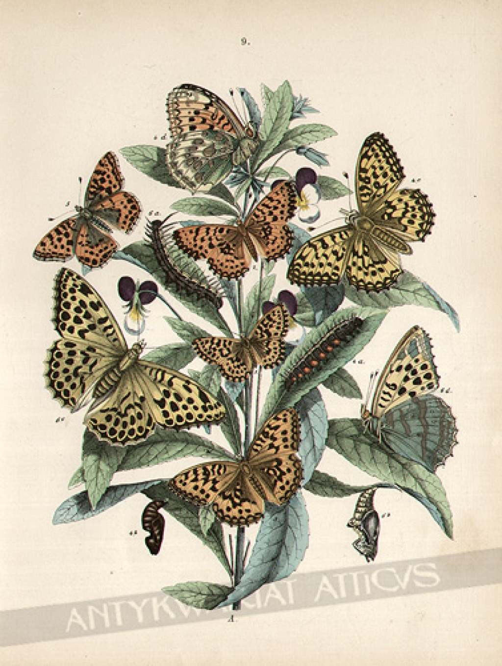 [rycina, 1882] [Motyle z rodziny rusałkowatych (Nymphalidae Argynnis)]