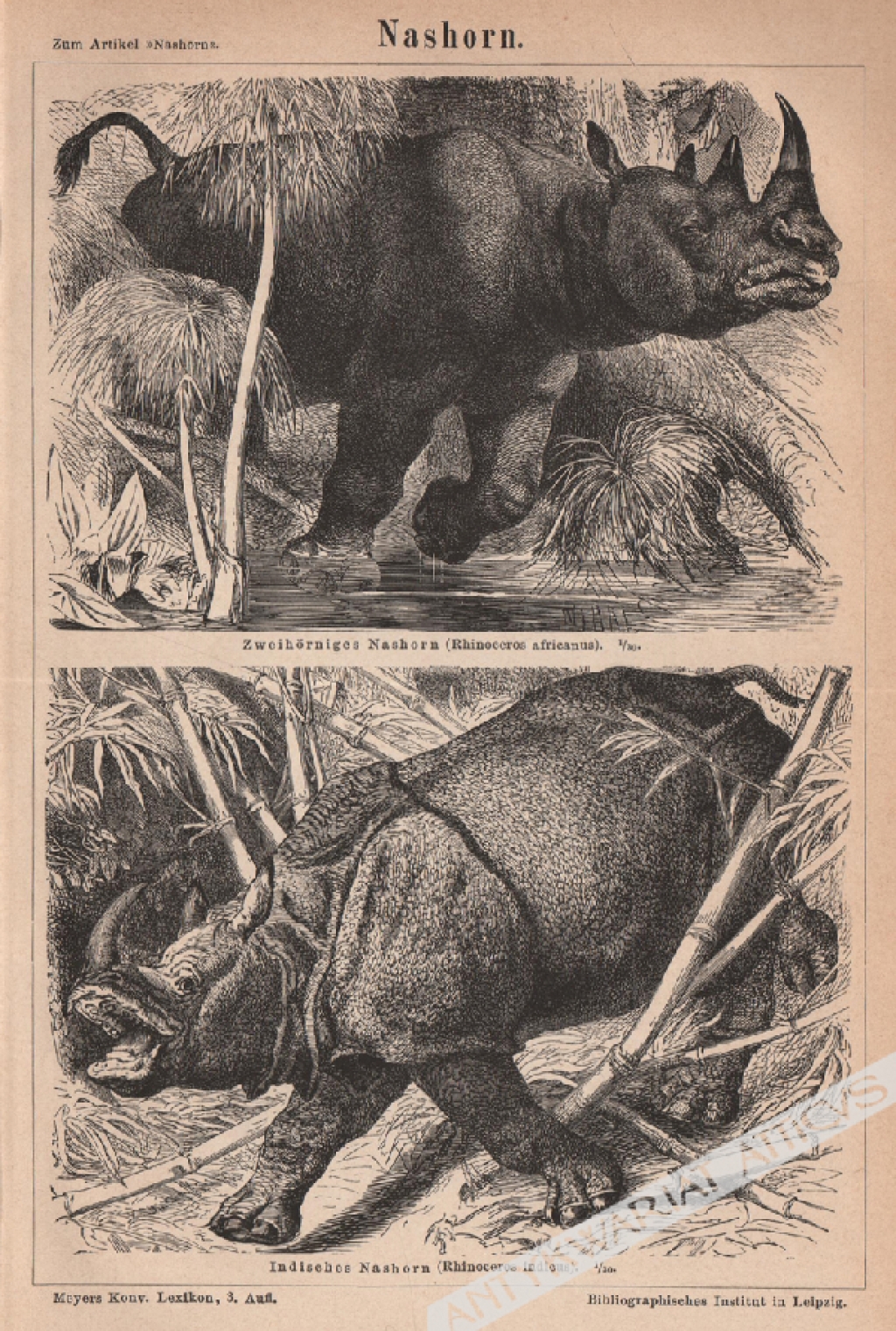 [rycina, 1877] Nashorn. [nosorożce]