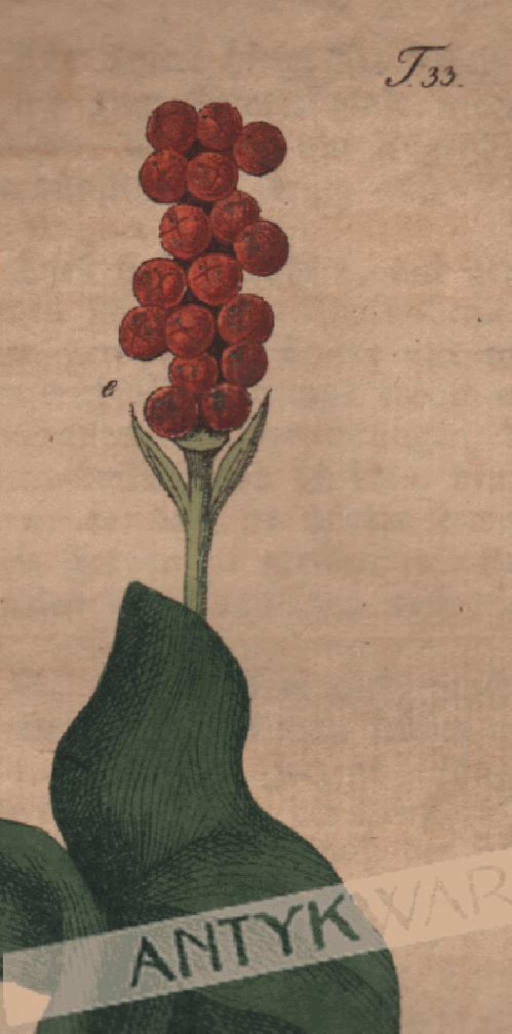 [rycina, 1821] Arum maculatum. Aarons wurzel [obrazki plamiste]