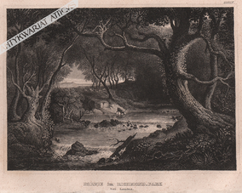 [rycina, ok. 1860] Partie im Richmond Park bei London