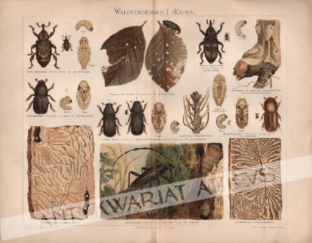 [rycina, 1897] Waldverderber I (Kafer) [Szkodniki drzew. Chrząszcze]