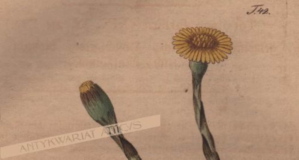 [rycina, 1821] Tussilago farfara. Huflattig [podbiał pospolity]