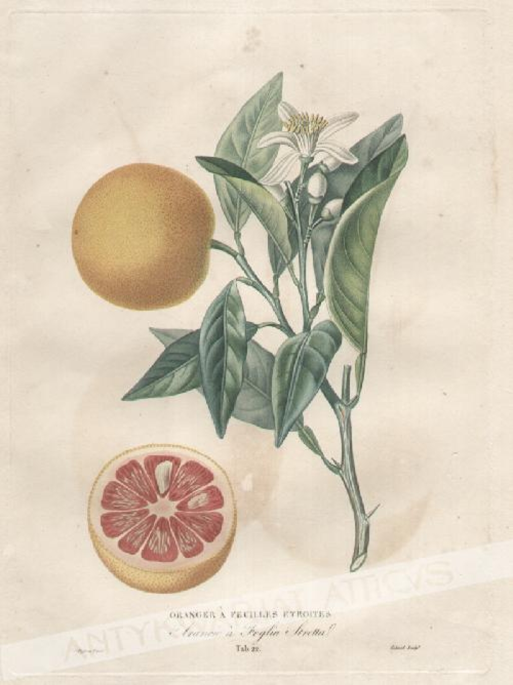 [rycina, 1818-1822] Oranger a Feuilles Etroites [Pomarańcza]