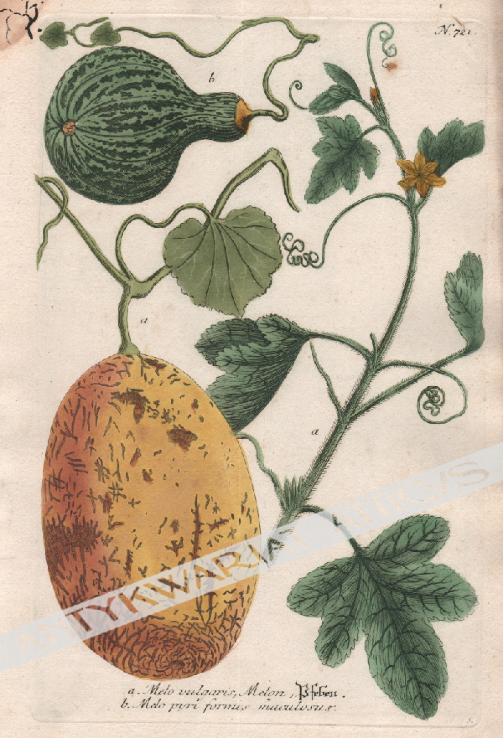 [rycina, 1737-1745][Melon] a. Melo vulgaris, Melon; b. Melon pyri formis maculosus