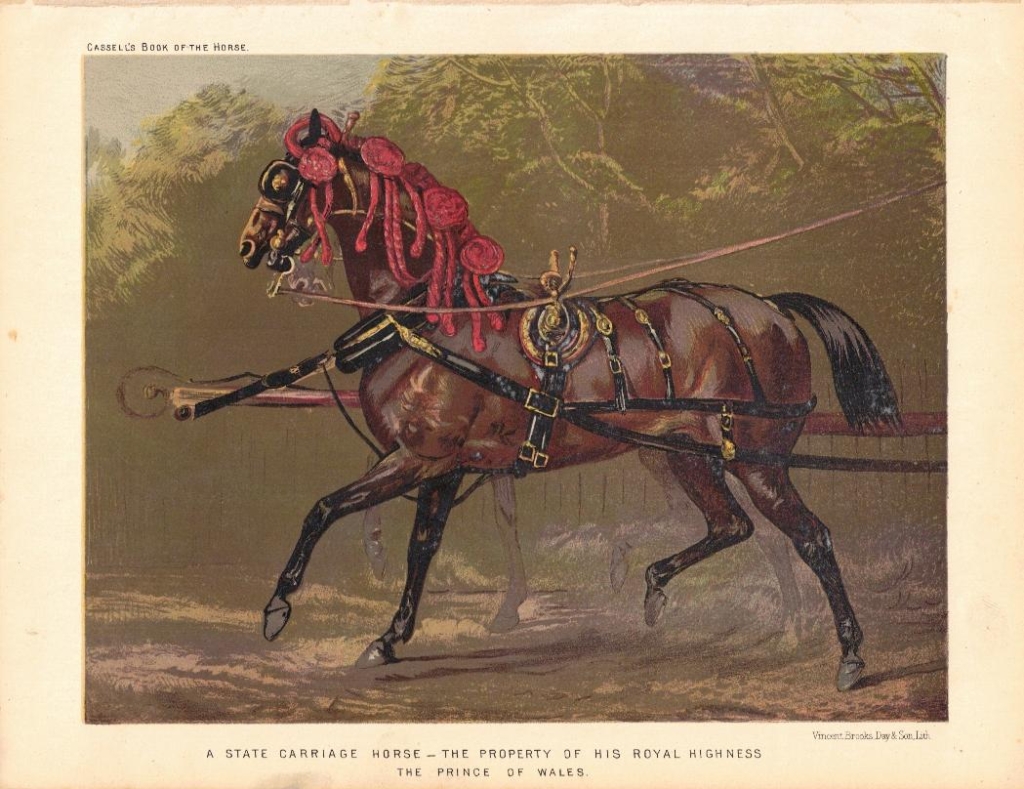 [rycina] A State Carriage Horse - the Property of His Royal Highness