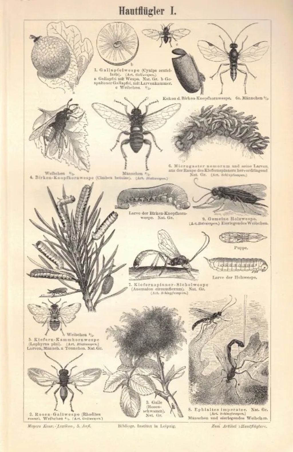 [rycina, ok. 1897] Hautflugler I-II. [błonkoskrzydłe]