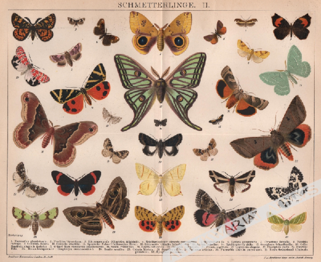 [rycina, 1898] Schmetterlinge II [motyle]